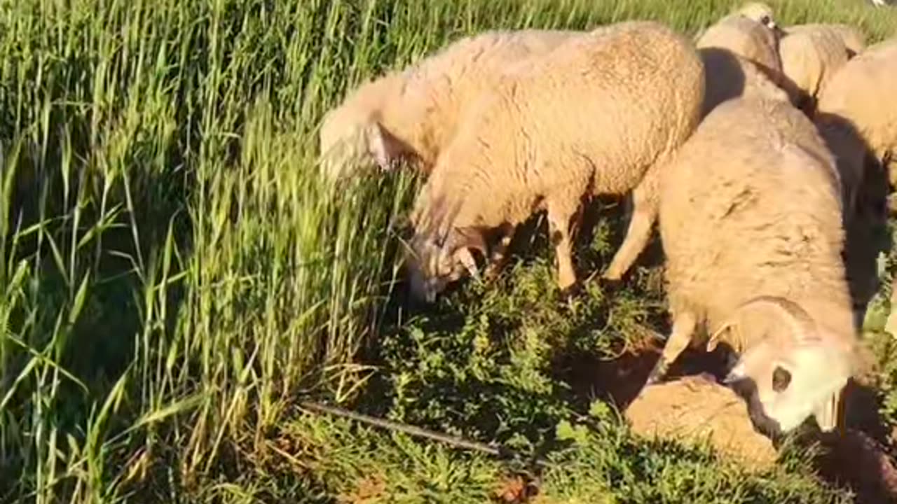 countryside of Morocco