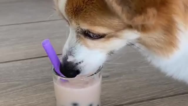 Dog Friendly Boba Milk Tea Recipe | Tofu the Corgi | #shorts