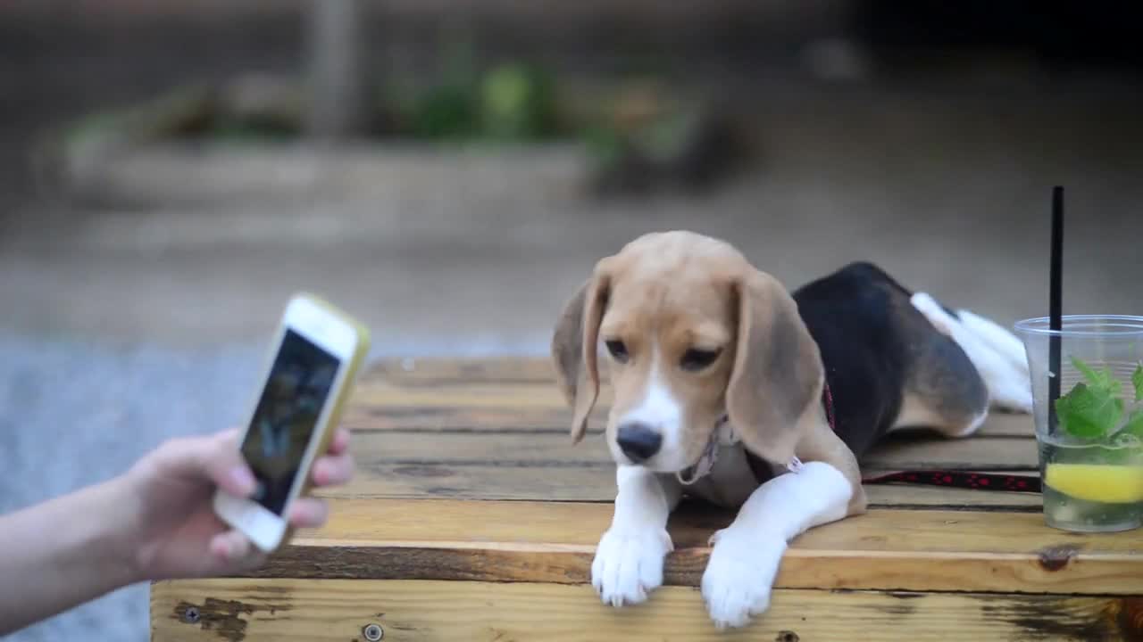 Woman photographs her sweet little Puppy Dog on the Mobile Phone