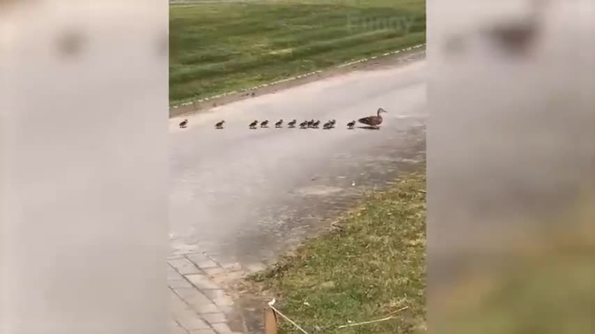 duck and it kids