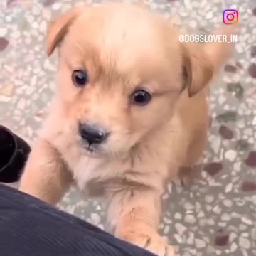 Beautiful animals 😻 dog barking 🤩🤩