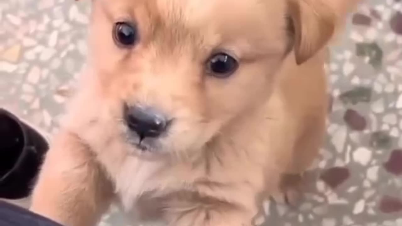 Beautiful animals 😻 dog barking 🤩🤩