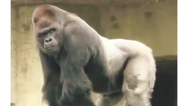 Crazy gorilla 🦍 😂