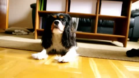 Growling Cavalier king charles spaniel