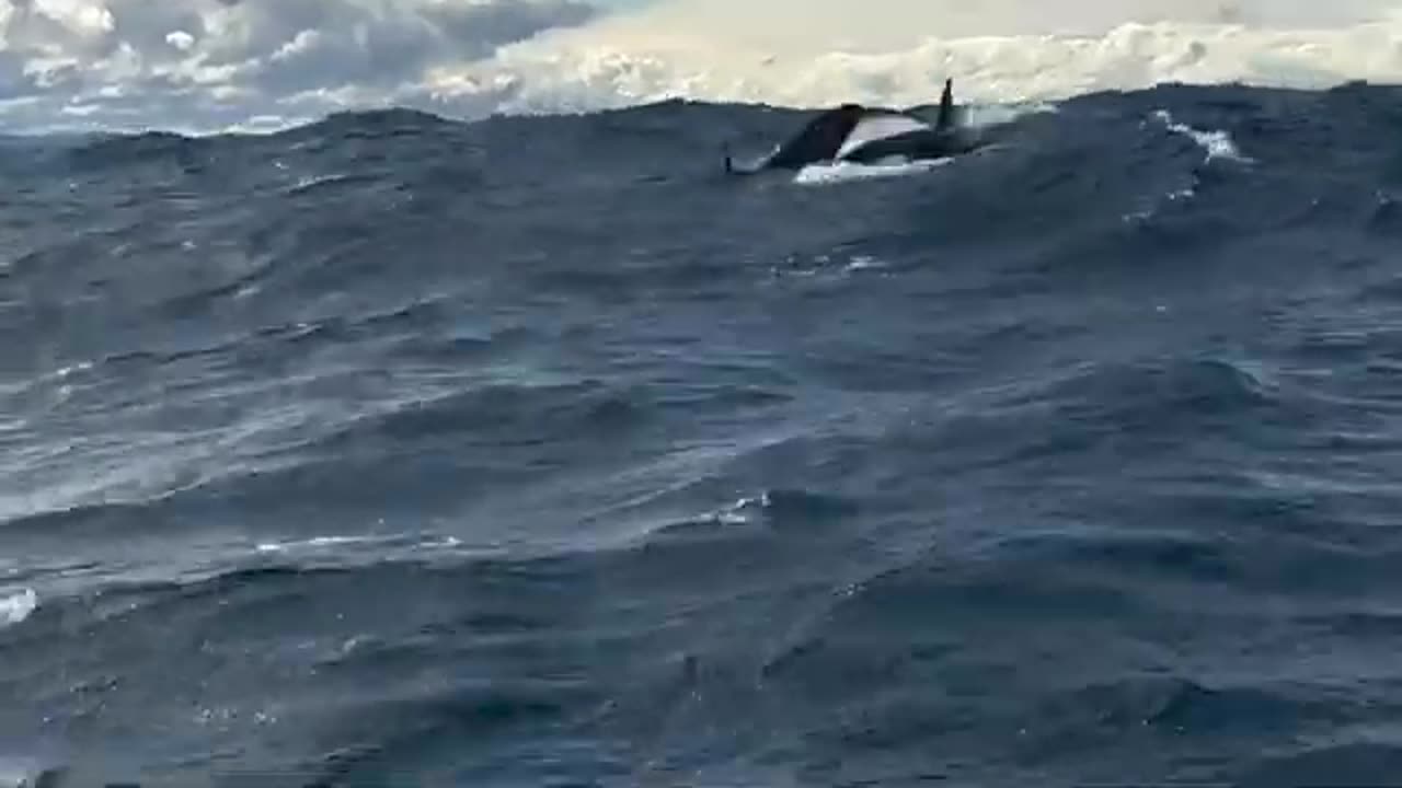 Whales in stormy waves