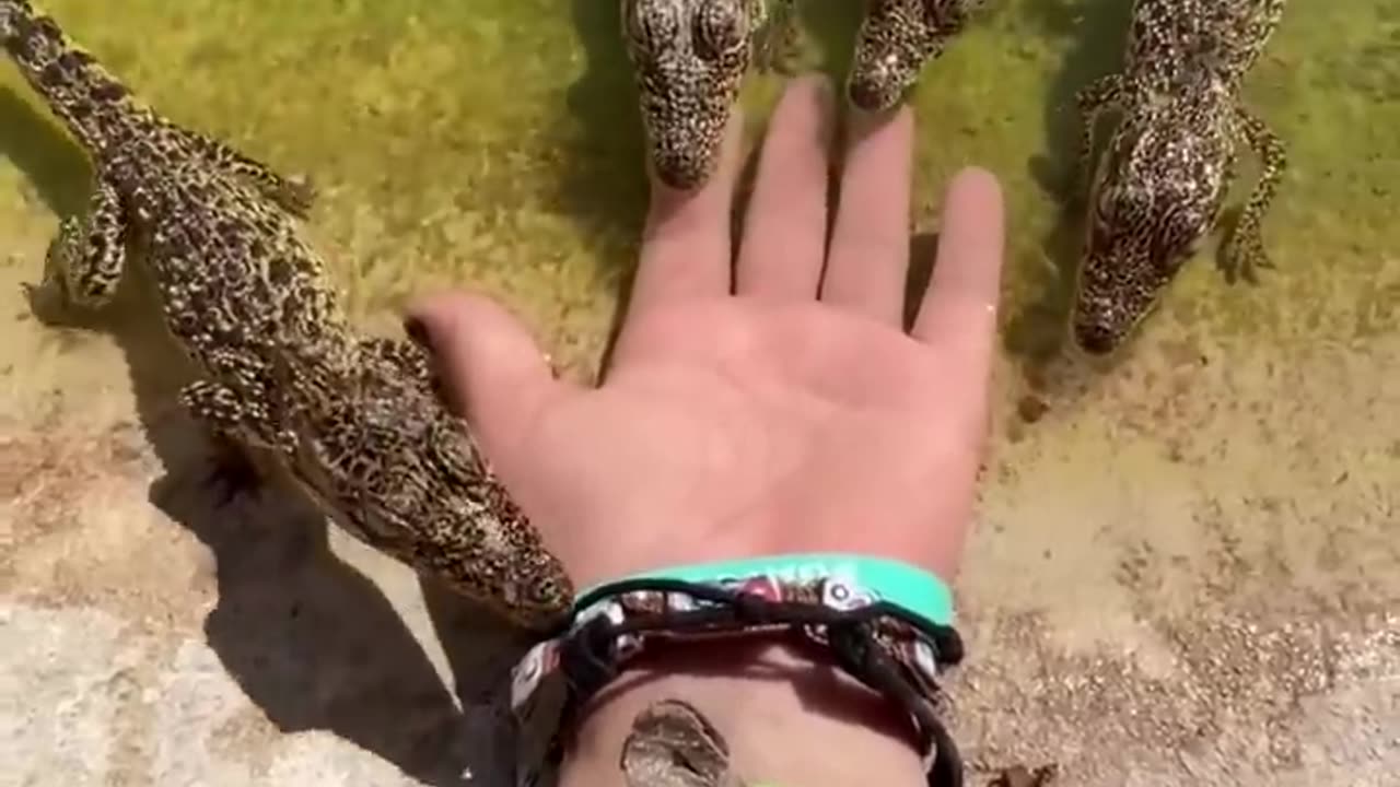 Baby Crocodile Attack‼️ #gatorland #cubancrocodile