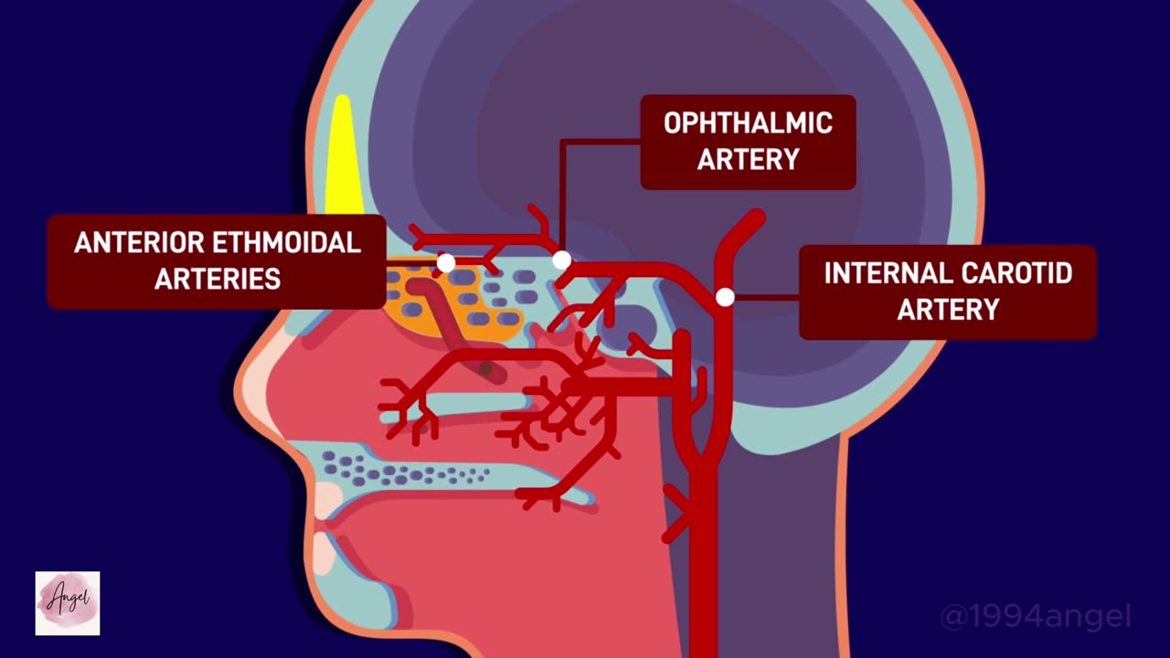 A Decent Tour of Sinus Innervation and Blood Supply