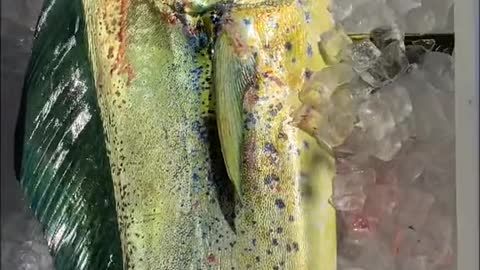 Watch this fish completely change color。