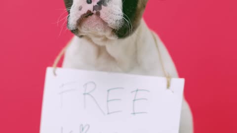 Cute Puppy With a Sign Sitting on a Stool - Free Kisses