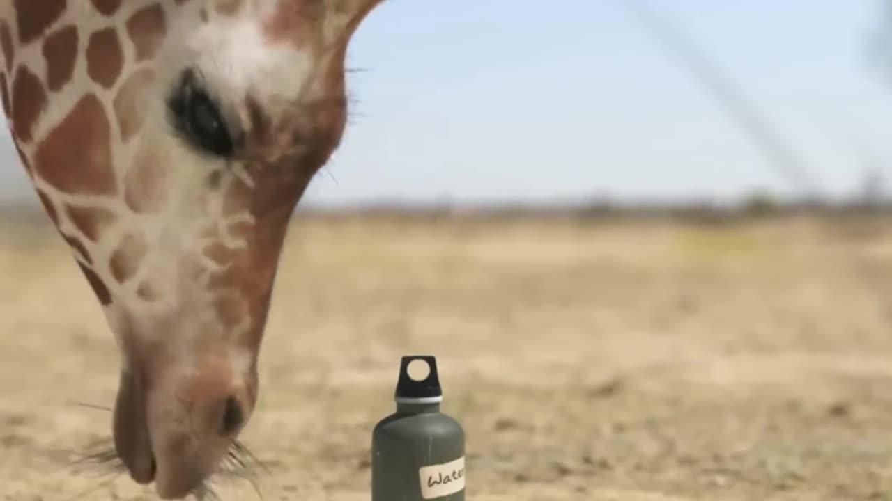 giraffe vs elephant fight for water