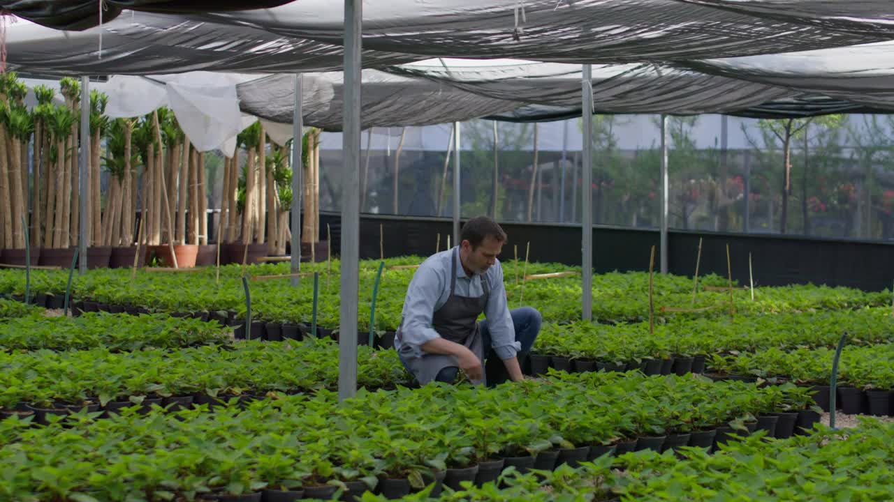 Gardener taking care of plants in a nursery