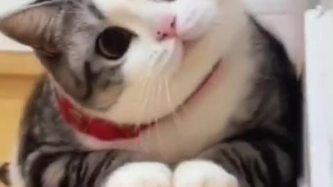 Cutest cats video