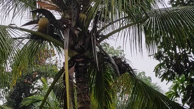 want to sleep hear the sound of rain