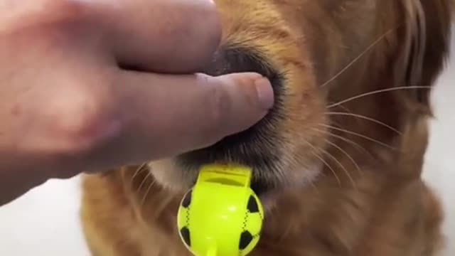 That's how a dog learns to blow a whistle