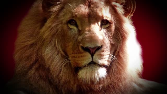 Check this out because this lion has become so cute and smiles with its owner on Christmas. What a good idea!