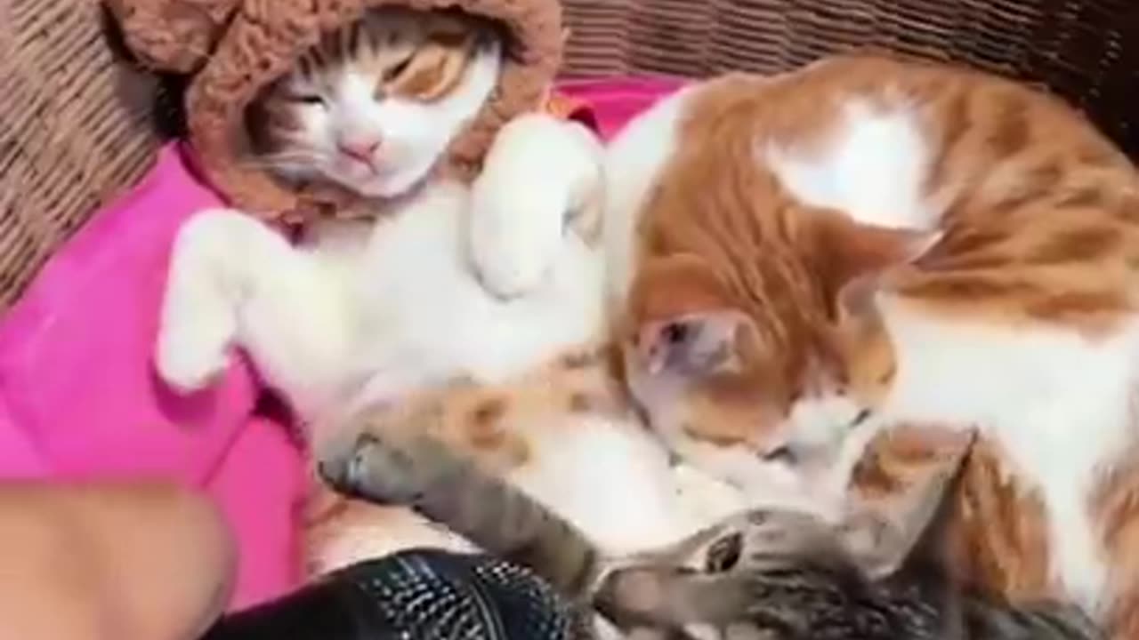 Funny & Cute Cats Compilation (TikTok) #shorts 😻