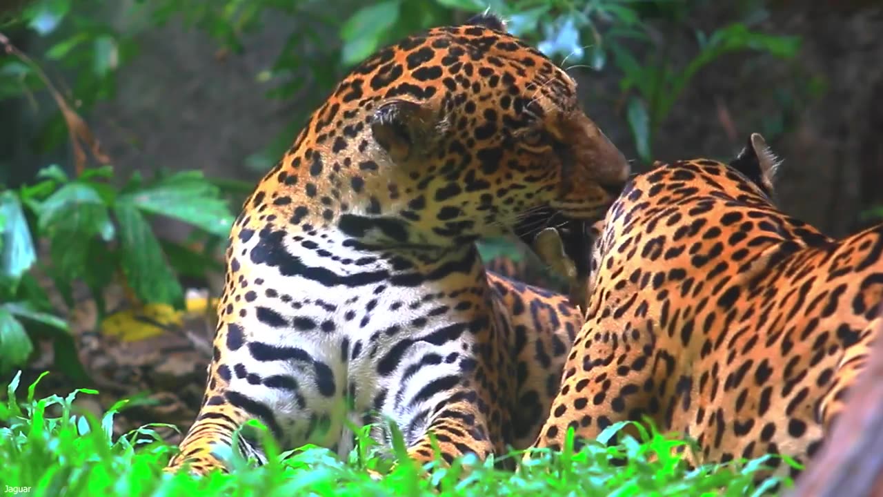 Wild Animals in 8K ULTRA HD HDR - Collection of Colorful Wild Animals II (60 FPS)