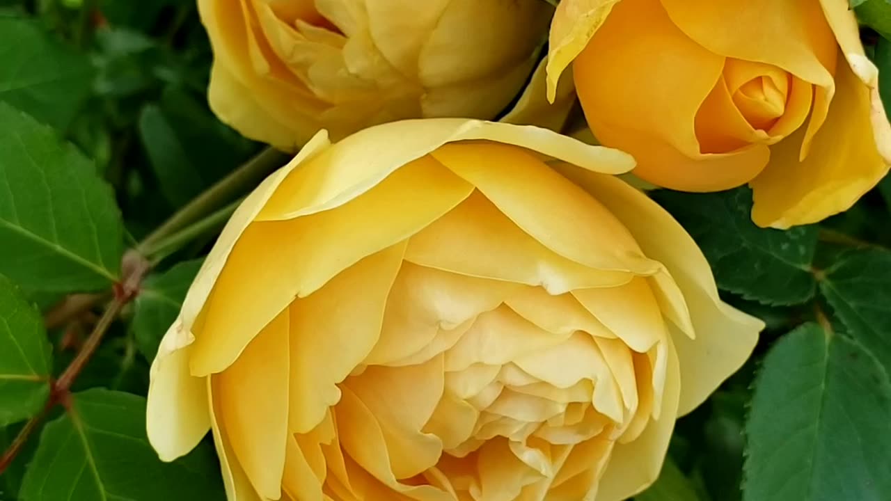 Yellow Rose