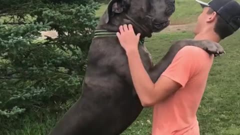 Funniest DOG Videos Ever!!