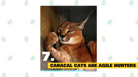 Caracal Cats 101 : Fun Facts & Myths
