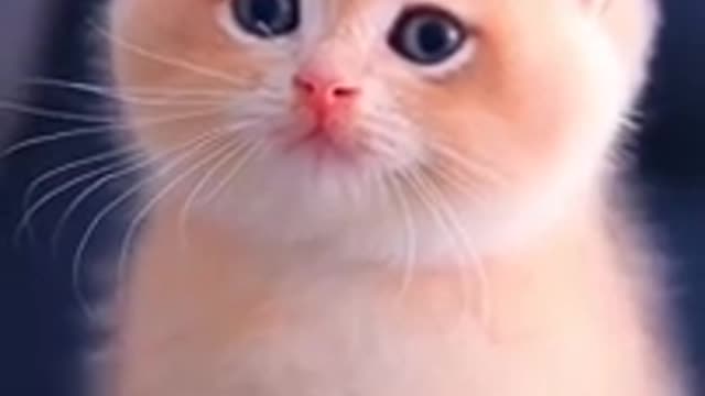 🌺Cute Baby Cat WhatsApp Status 💫❣️Cute Cat Status Video raataan lambiyan |Animals Profile#shorts#cat