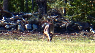 Whitetail deer