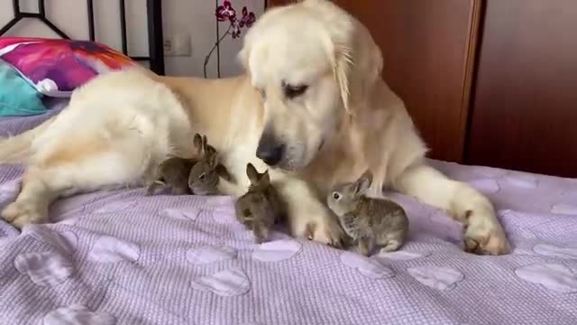 Golden Retriever and Baby Bunnies - Amazing Friendship