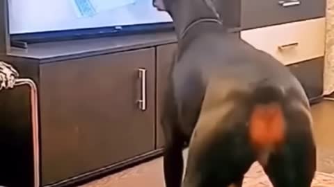 Cute and funny animal video