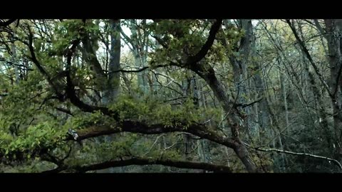 The forest in 4k