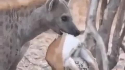 Funny animals video 😮