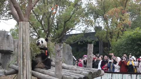 Giant panda month half half