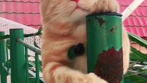 The cat