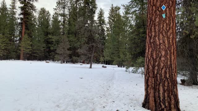 View Across Snowy Meadow – Bandit Springs Sno-Park – Central Oregon – 4K