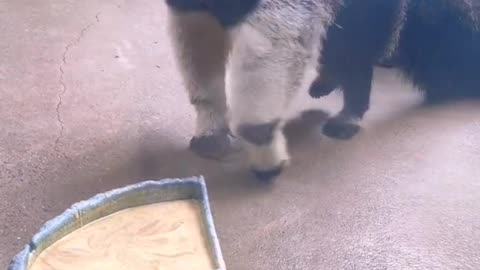 anteaters