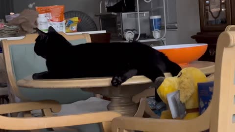 Adopting a Cat from a Shelter Vlog - Cute Precious Piper is Practicing to Be a Halloween Cat