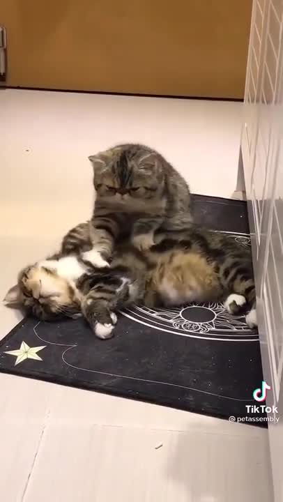 Cat massage