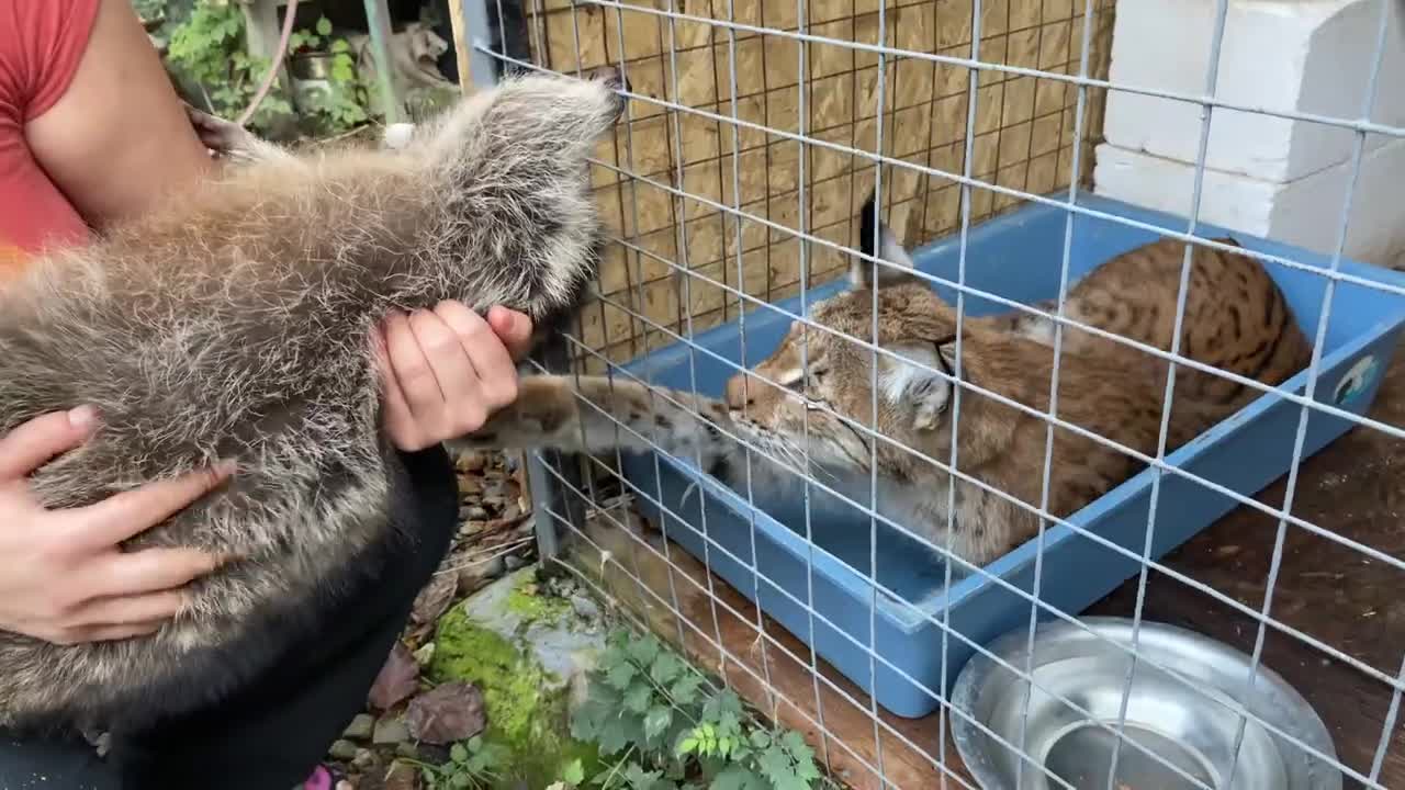 A wild cat meets a raccoon. The lynx wants to eat it