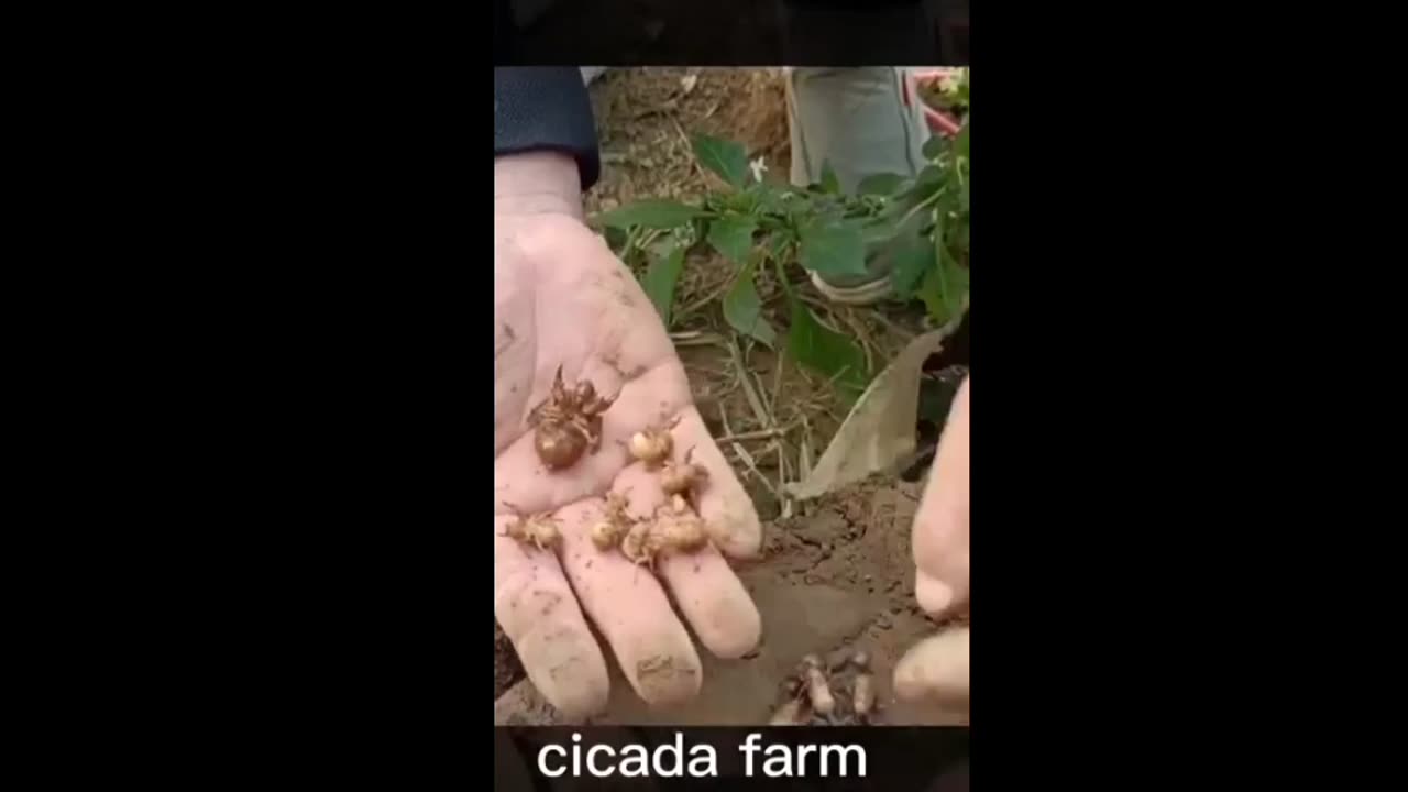 New Farming, Cicada farm #garden #farming