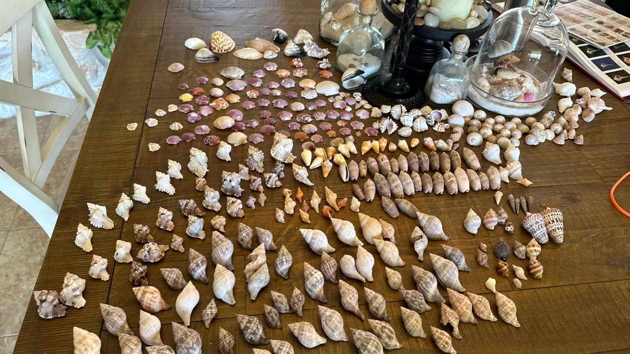 Shell 🐚 Haul From Kice Island, FL #FYP #Shelling #KiceIsland #SWFLShellGuide #4K #DolbyVision