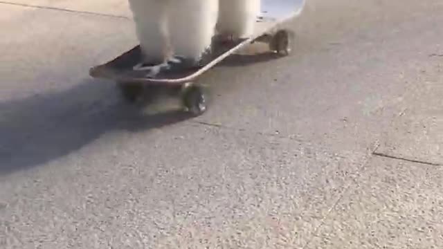 Dog goes skateboarding