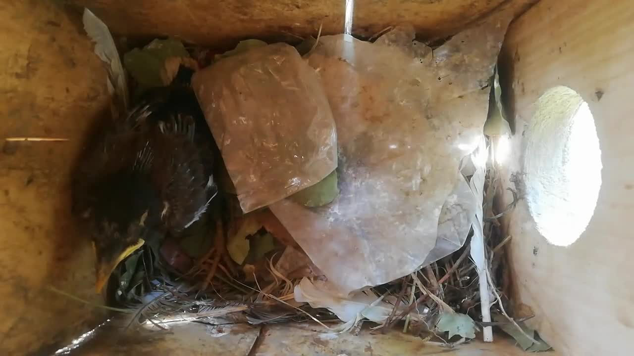 Mena Bird is feeding her chick in wood nest box