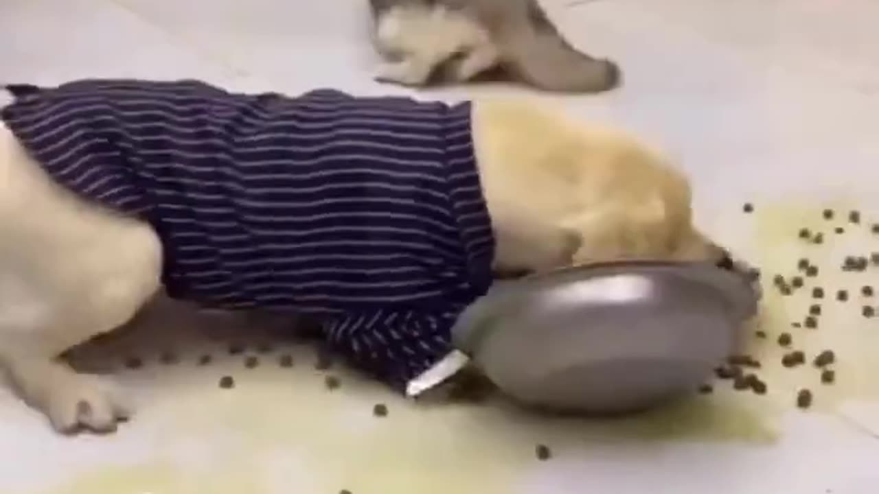 Funny Animals