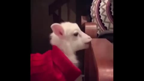 Amazing and cute animal videos