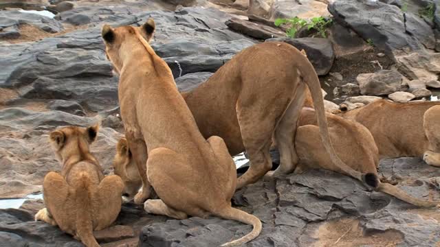 Pride of Lions drinking from a watering hole