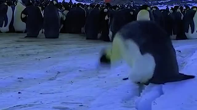 So adorable!!! I can't stop laughing at this