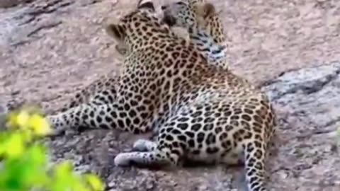 Wildlife in closer view with a natural perspective.