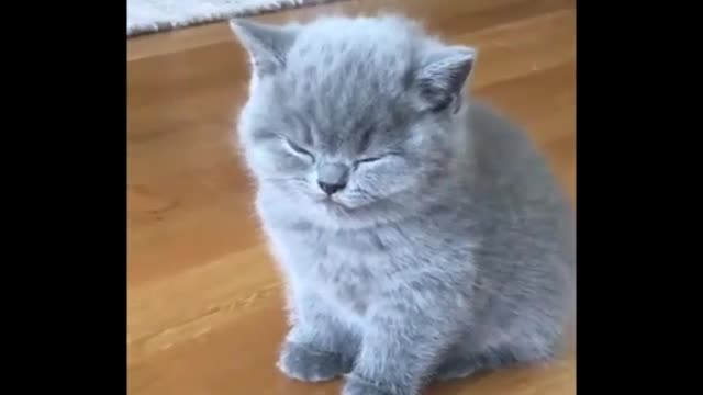 Baby Cats Cute and Funny Cat Videos Compilation