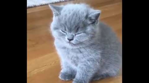 Baby Cats Cute and Funny Cat Videos Compilation
