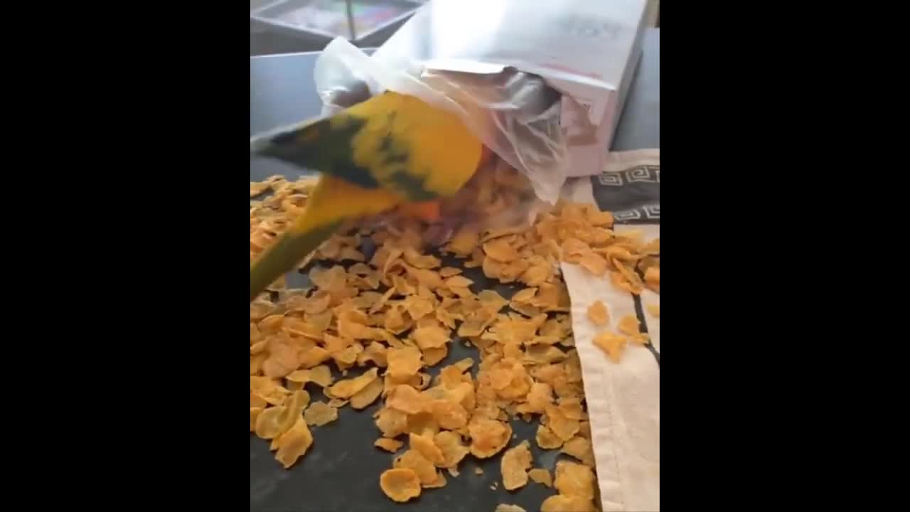 Best Of The 2022 Funny Animal Videos