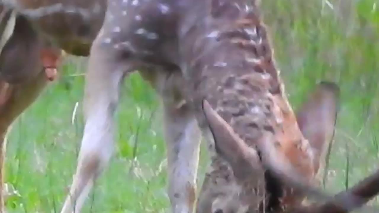 Mad deer